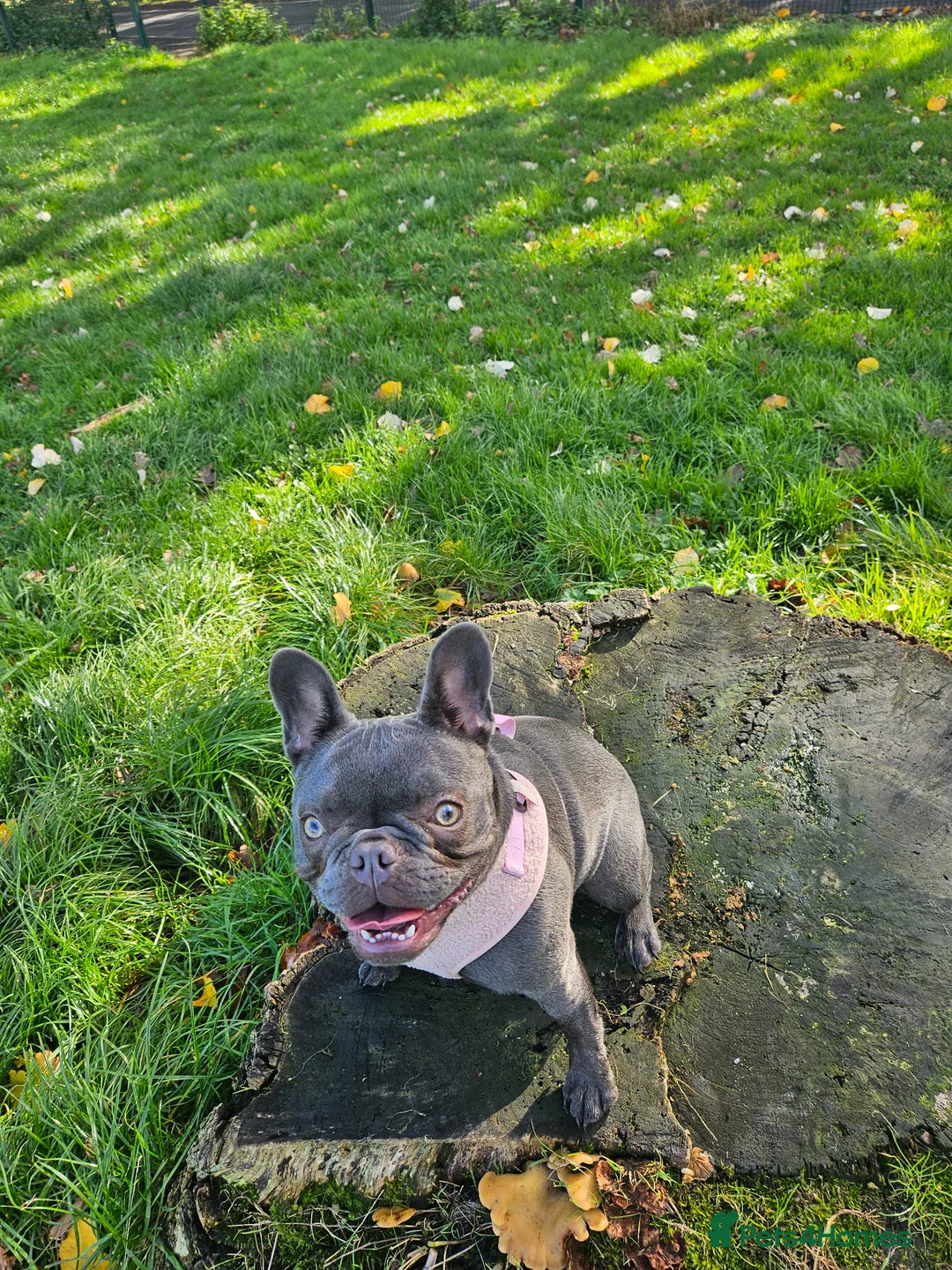 French Bulldog dogs for sale: 1 year old frenchie girl in Southampton - Advert 1