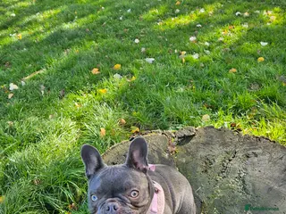 French Bulldog dogs 1 year old frenchie girl - Advert 1