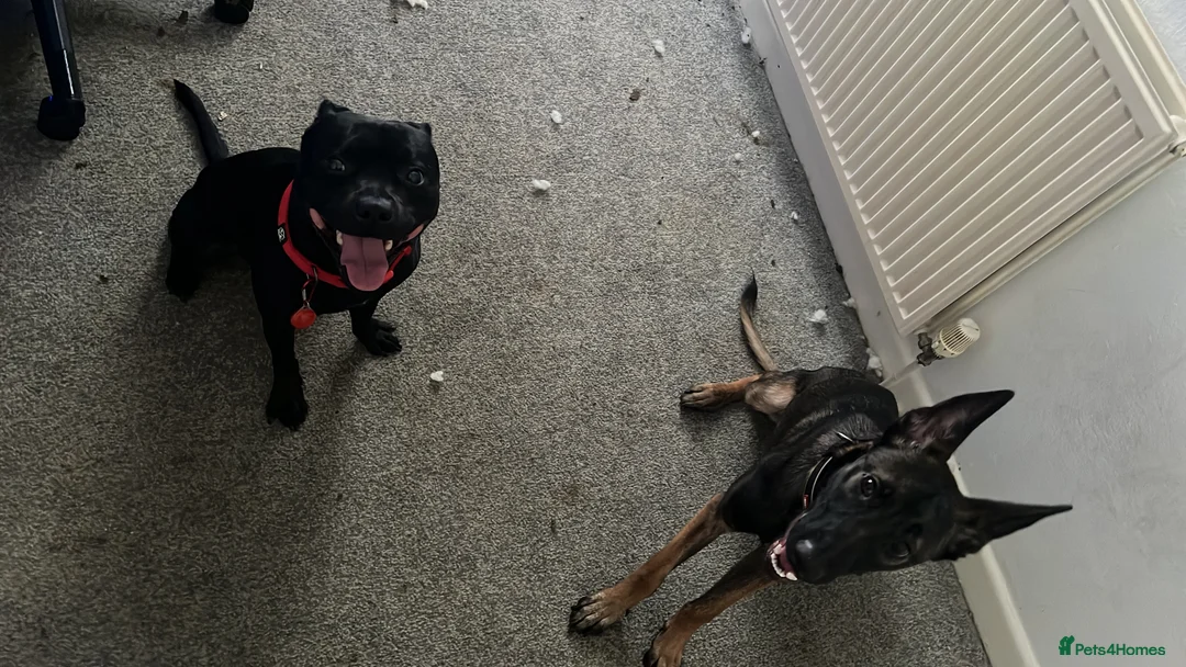 Staffordshire Bull Terrier dogs for sale: Enzo Male Staffy - Advert 1