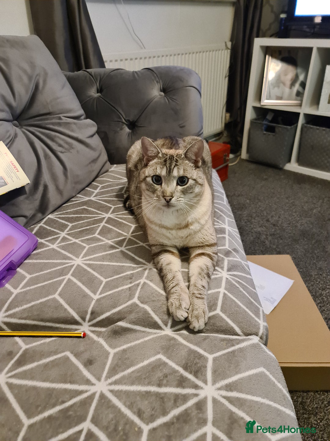 Bengal cats for sale: Half Bengal Boy - Advert 2