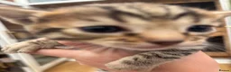 Bengal cats for sale: Stunning Bengal kittens  - Advert 5