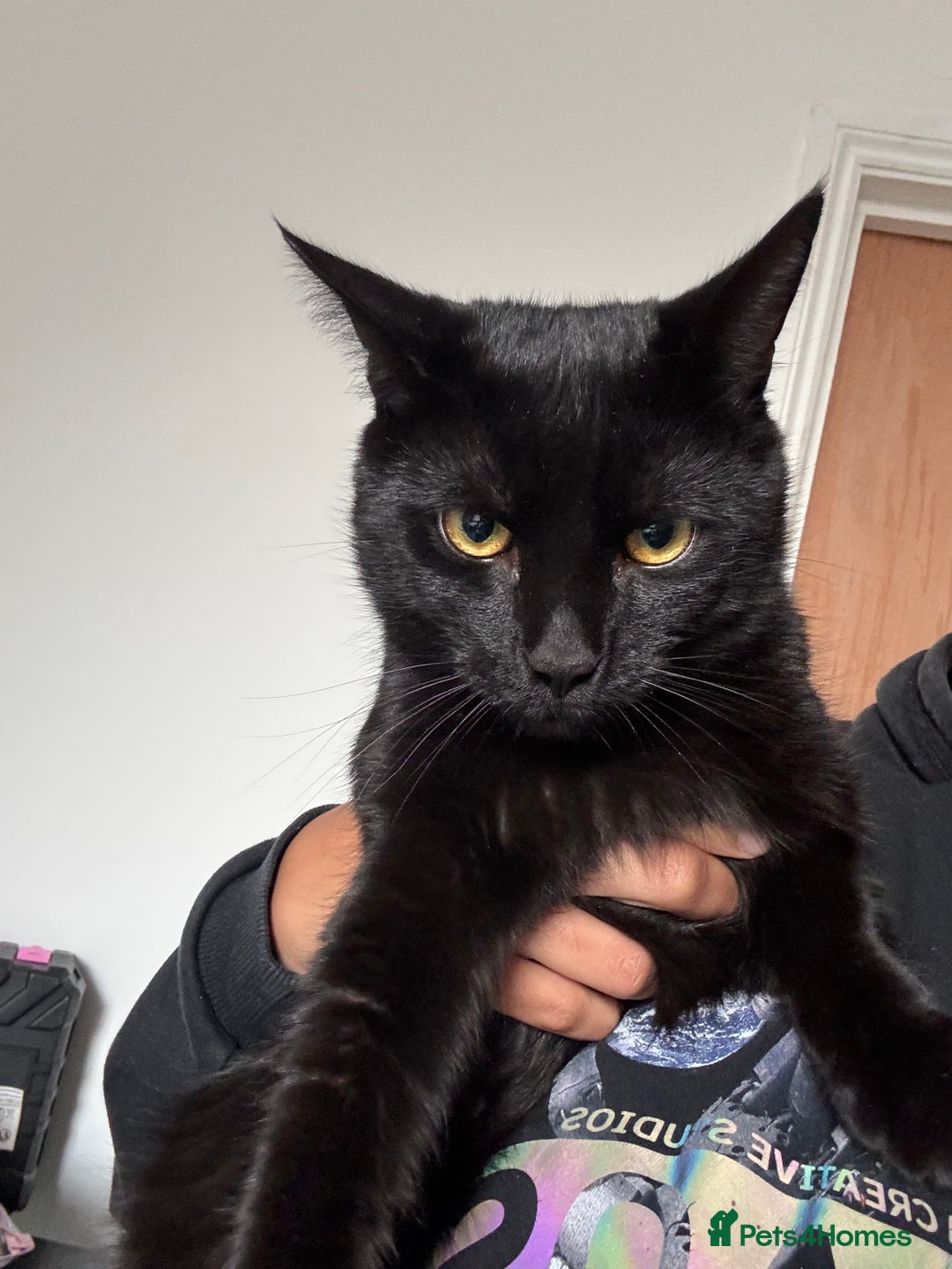 Mixed Breed cats for sale: Beautiful Black 10 Month Old Male Cat for Sale - Image 1