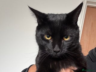 Mixed Breed cats Beautiful Black 10 Month Old Male Cat for Sale - Advert 21