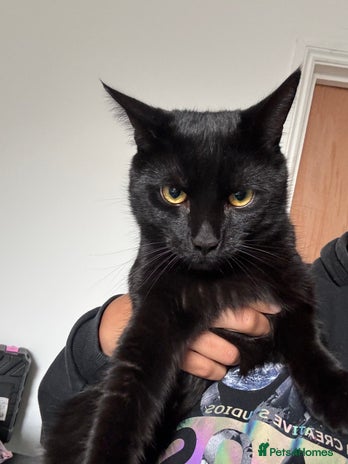 Mixed Breed cats Beautiful Black 10 Month Old Male Cat for Sale - Advert 11