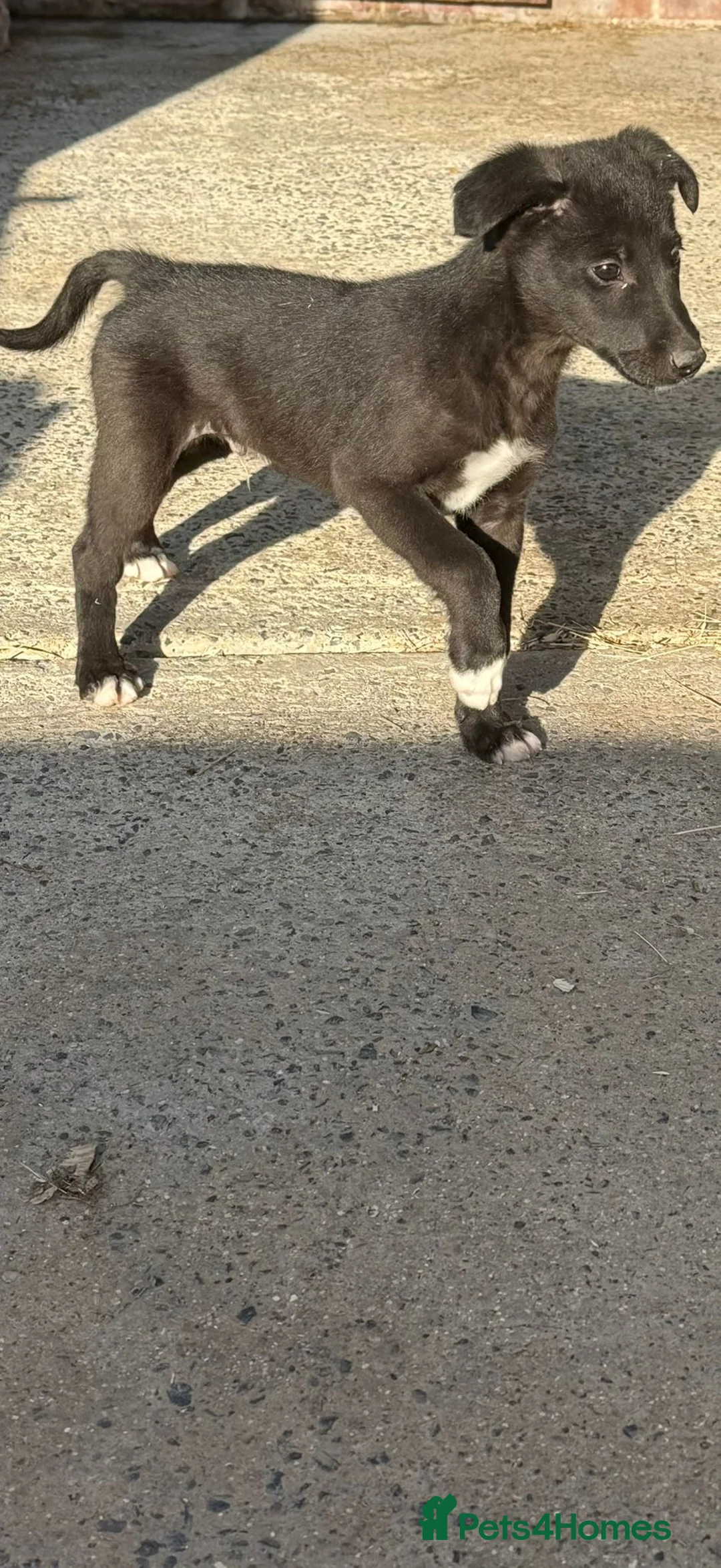 Mixed Breed dogs for sale: Bedlington whippet  - Advert 2