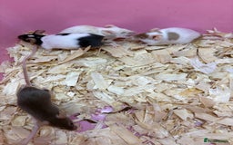 Mouse rodents for sale: Friendly, colourful baby mice  - Image 2