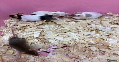 Mouse rodents - Advert 15