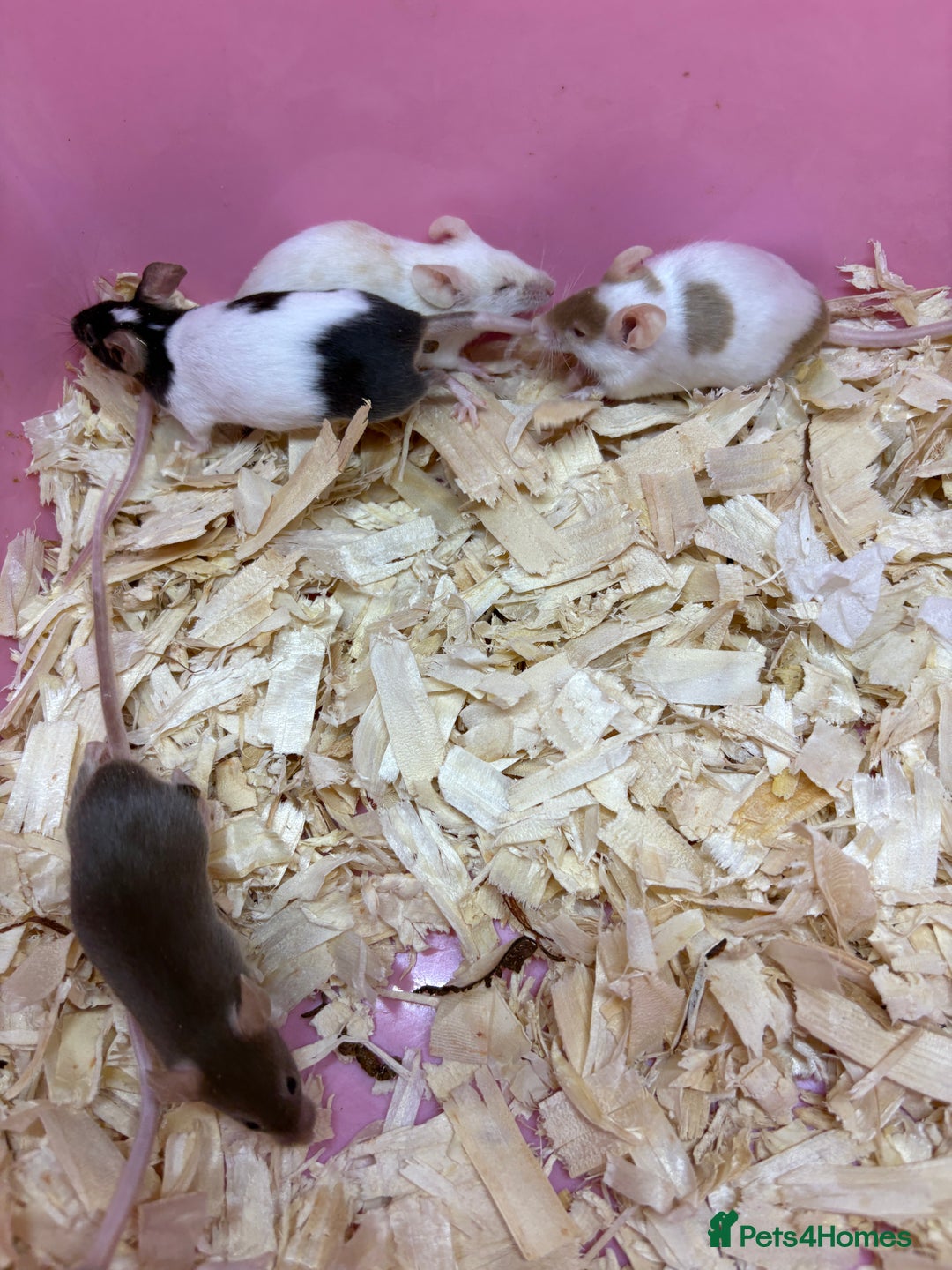 Mouse rodents for sale: Friendly, colourful baby mice  - Image 2