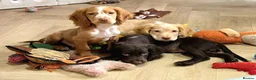 Cocker Spaniel dogs for sale: 2 WORKING TYPE KC COCKER SPANIELS READY TO LEAVE  - Advert 16