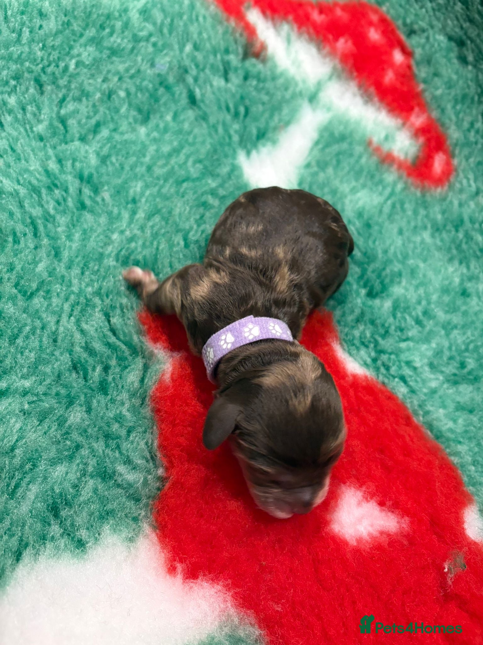 Cockapoo Puppy 4