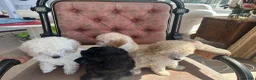 Miniature Poodle dogs for sale: Pedigree club registered Miniature poodles  - Advert 33