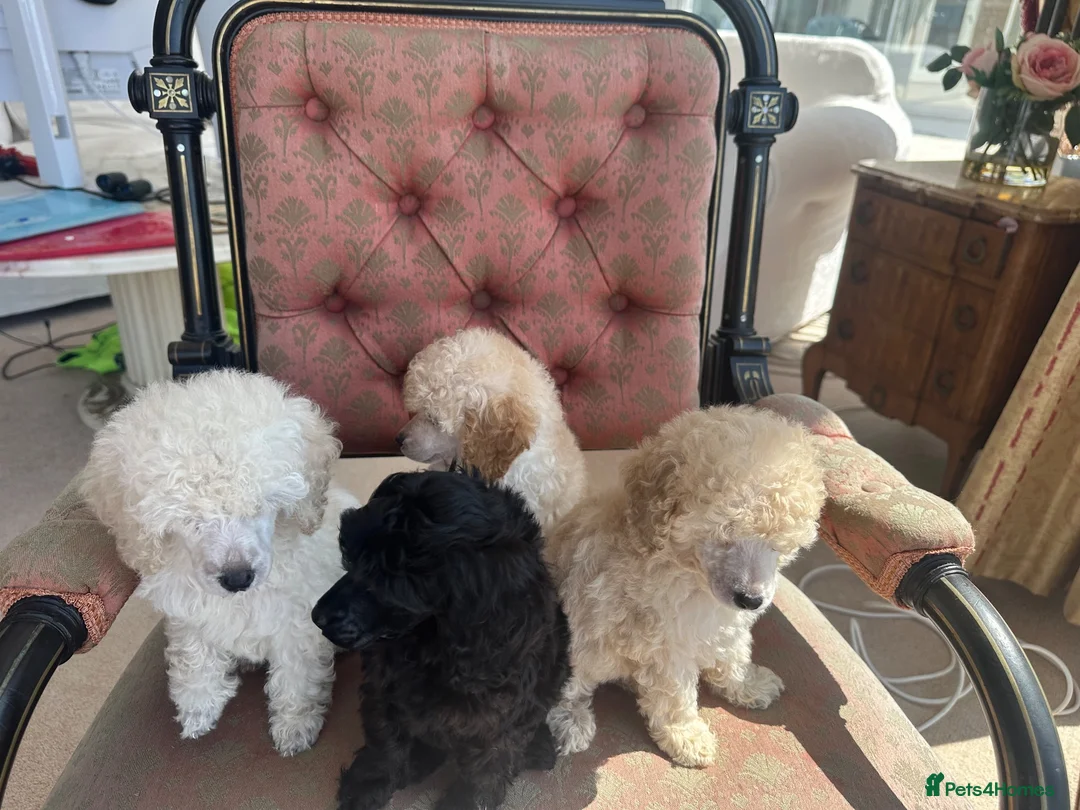 Miniature Poodle dogs for sale: Pedigree club registered Miniature poodles  - Advert 33