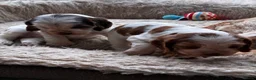 Cocker Spaniel dogs for sale: KC reg twin show spaniels  - Advert 16