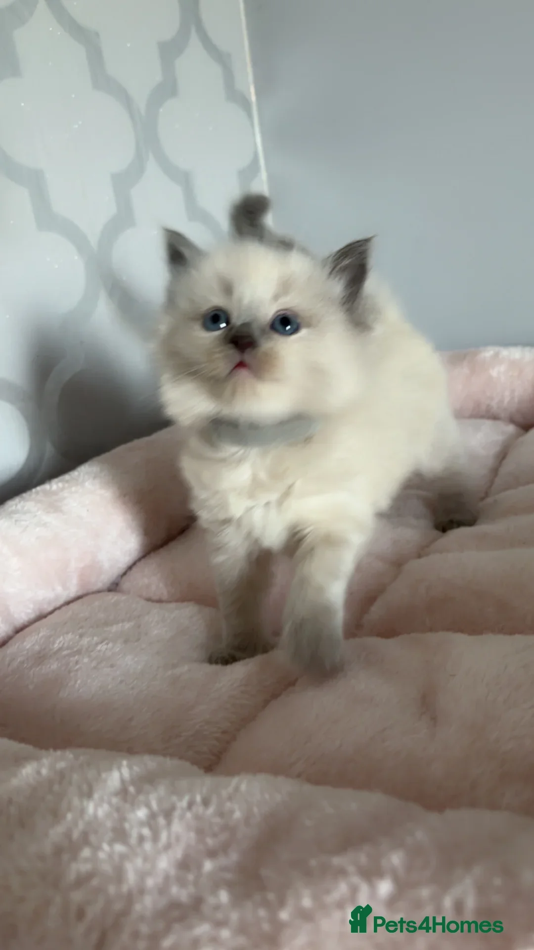 Ragdoll cats for sale: 🌸pedigree Ragdoll babies, reduced🌸 - Image 15