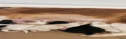 Cavapoo dogs for sale: Top quality toy Cavapoo puppies  - Advert 4