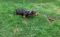 Miniature Dachshund dogs for sale: Dachshund puppies ready now - Image 1