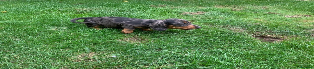 Miniature Dachshund Puppy 1