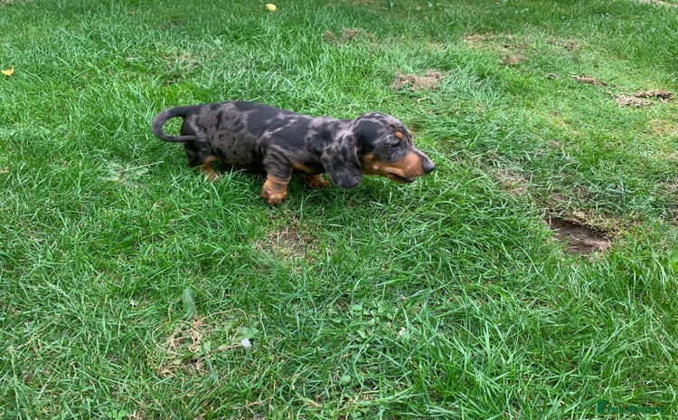 Miniature Dachshund dogs - Advert 4