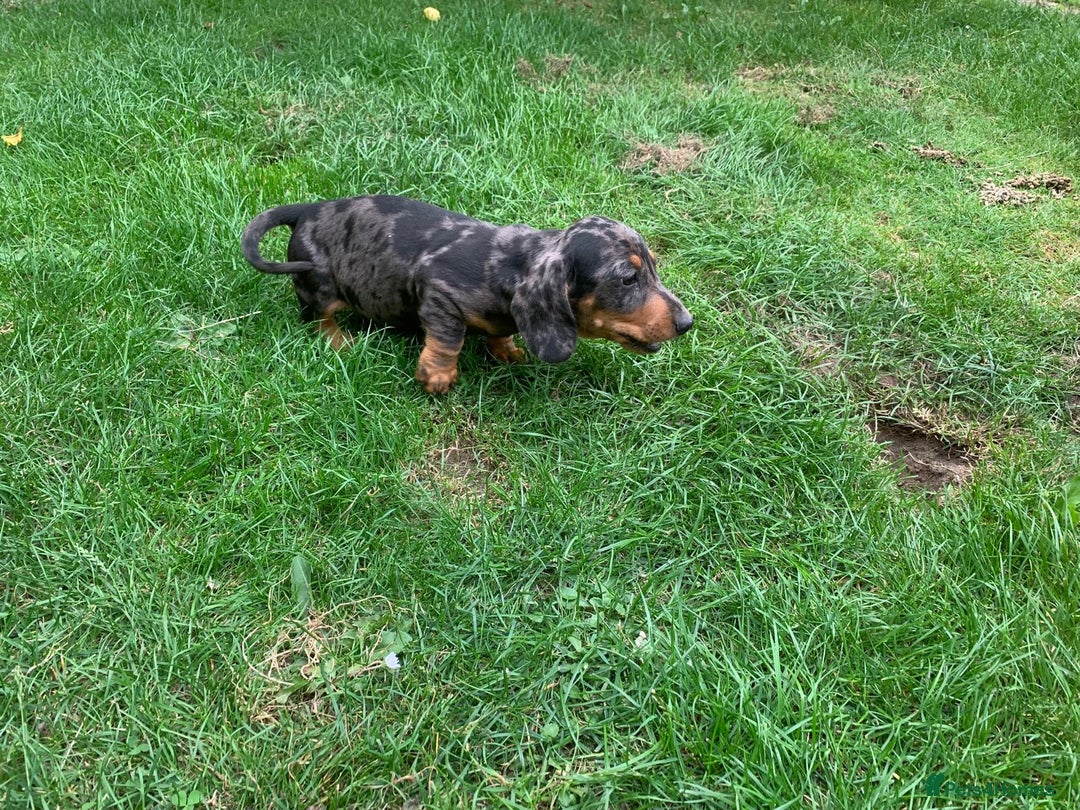 Miniature Dachshund dogs for sale: Dachshund puppies ready now - Image 1