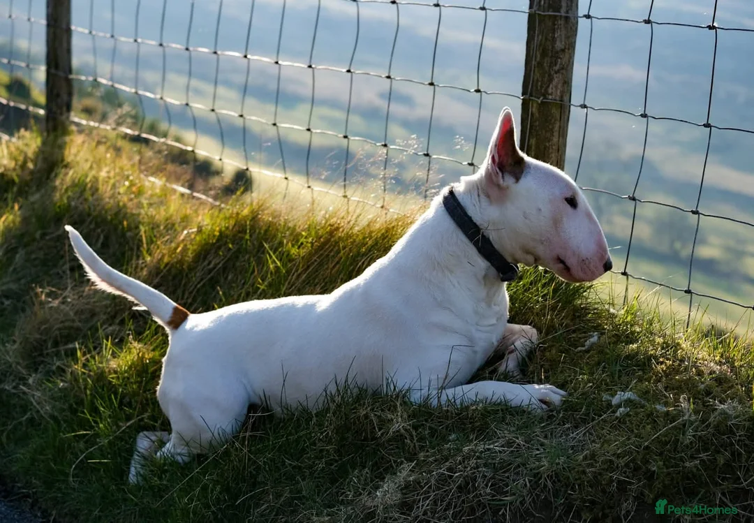 English Bull Terrier dogs for sale: English bull terrier pups - Advert 10