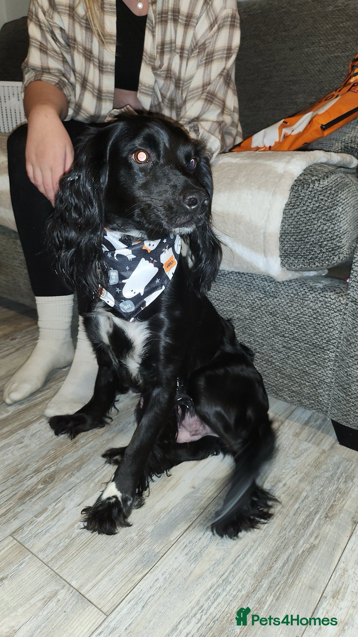 Cocker Spaniel dogs Lilly 2 years old.  - Advert 11