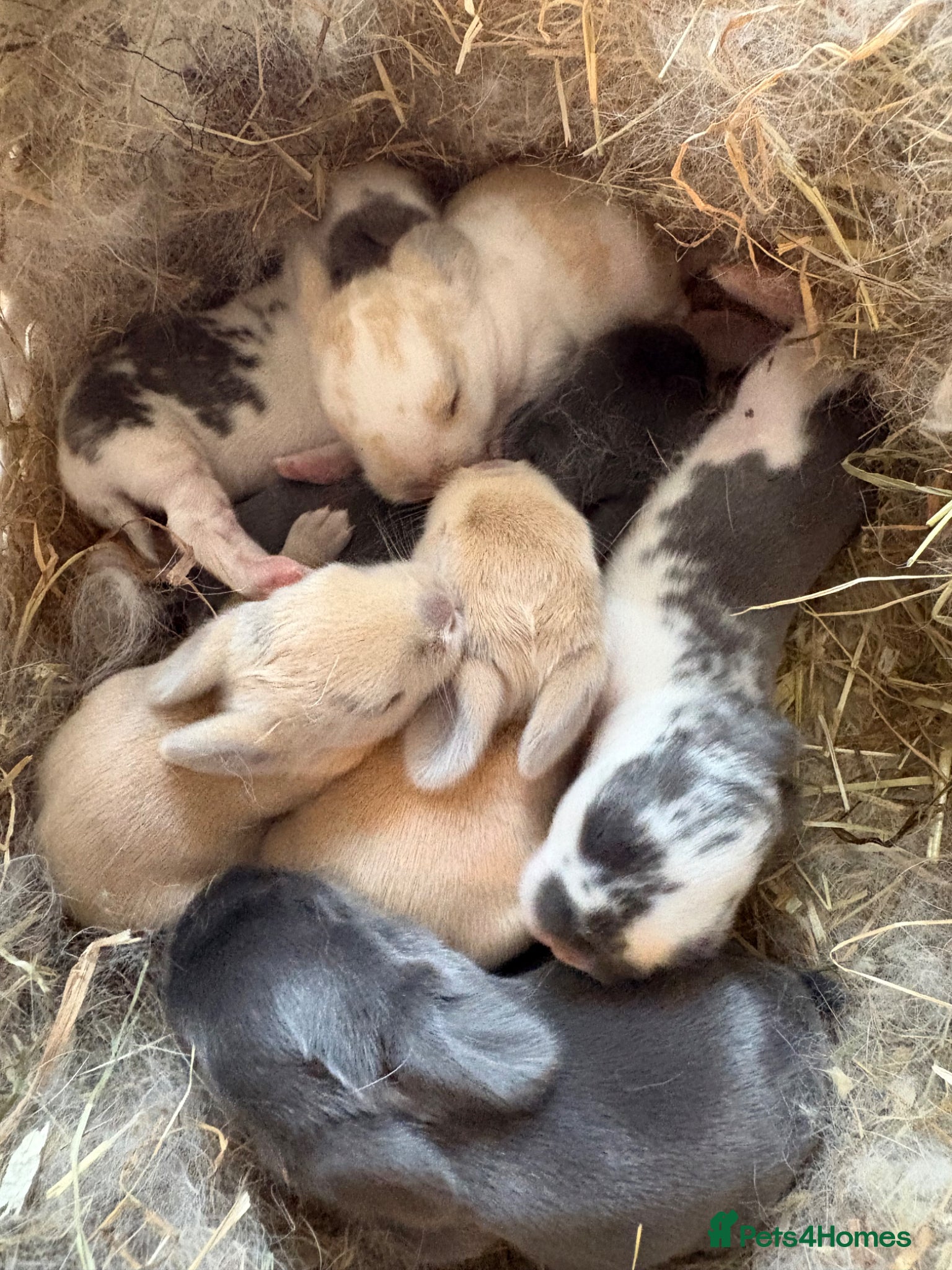 Mini Lop rabbits Baby Mini Lops  - Advert 20