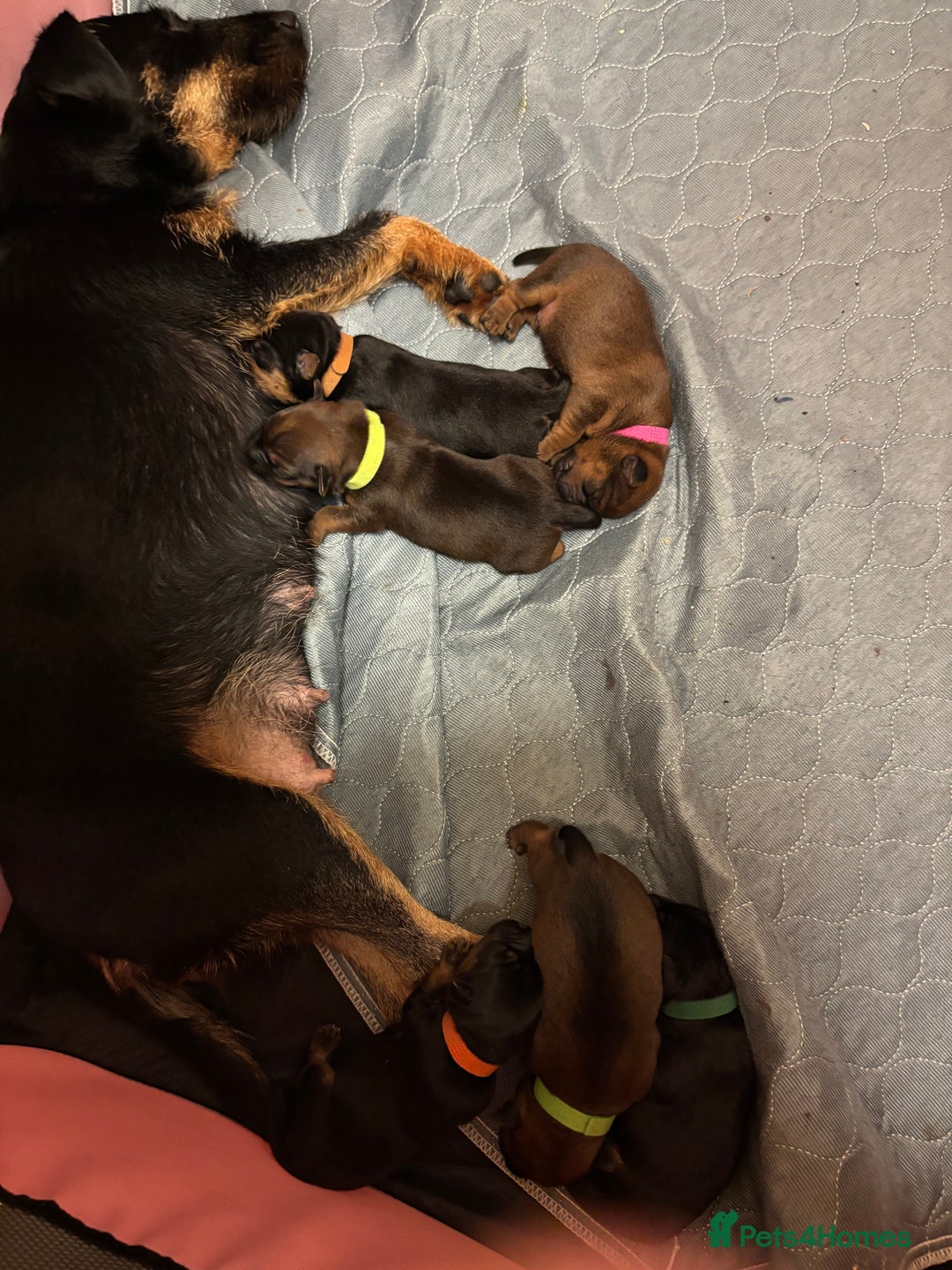 Mixed Breed dogs for sale: Beautiful patter dale x Lakeland terrier  - Image 22