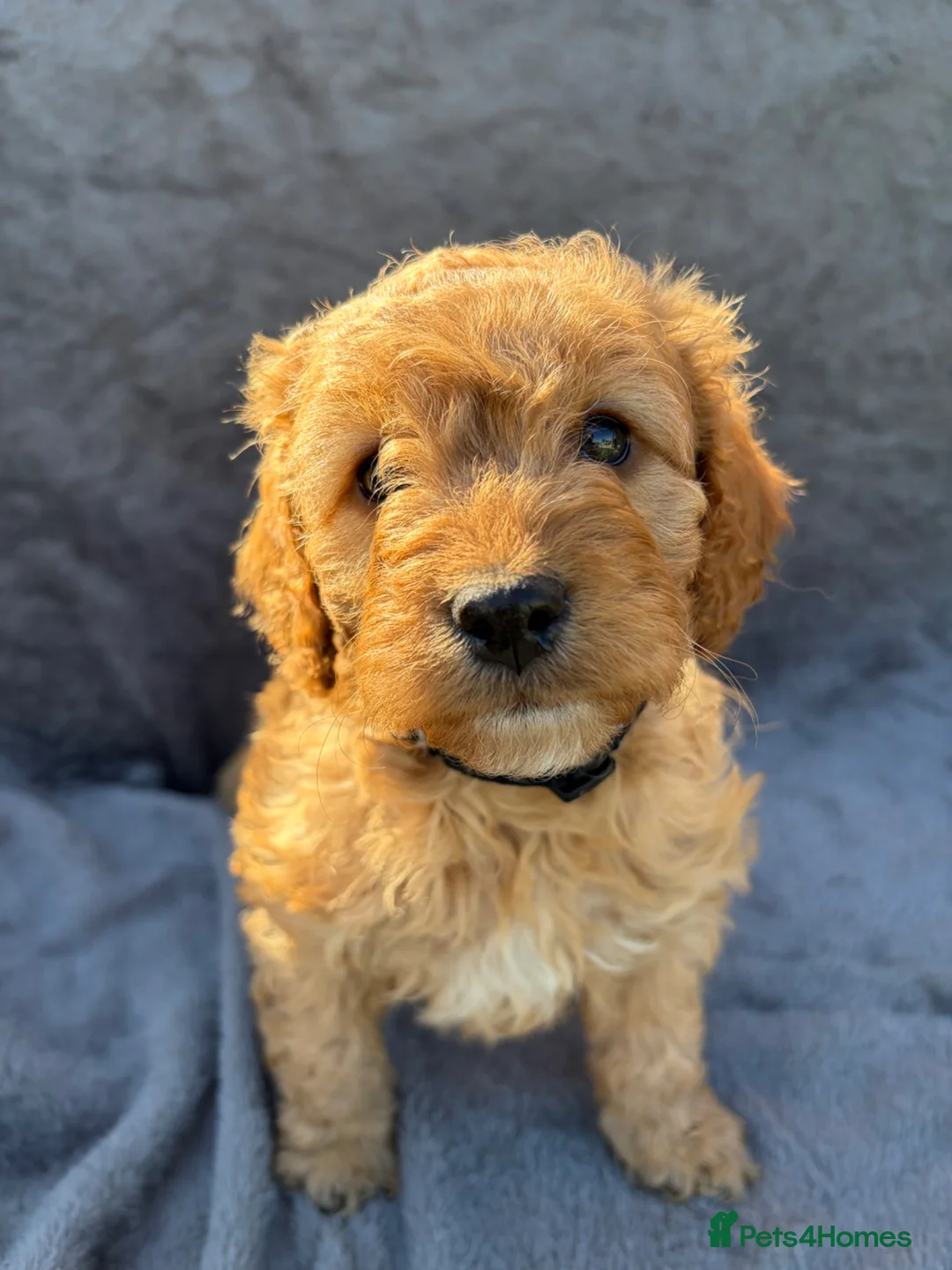 Cockapoo dogs for sale: 🐾 BEAUTIFUL F1 COCKERPOOS 🐾 - Advert 13