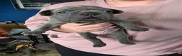 French Bulldog dogs for sale: French Bulldog Puppies! - Advert 3