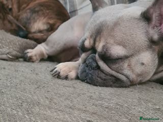 French Bulldog dogs Two French bulldogs for sale - Advert 2