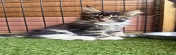 Maine Coon cats for sale: Maine Coon Boy  Ready to Leave 12th July - Advert 2