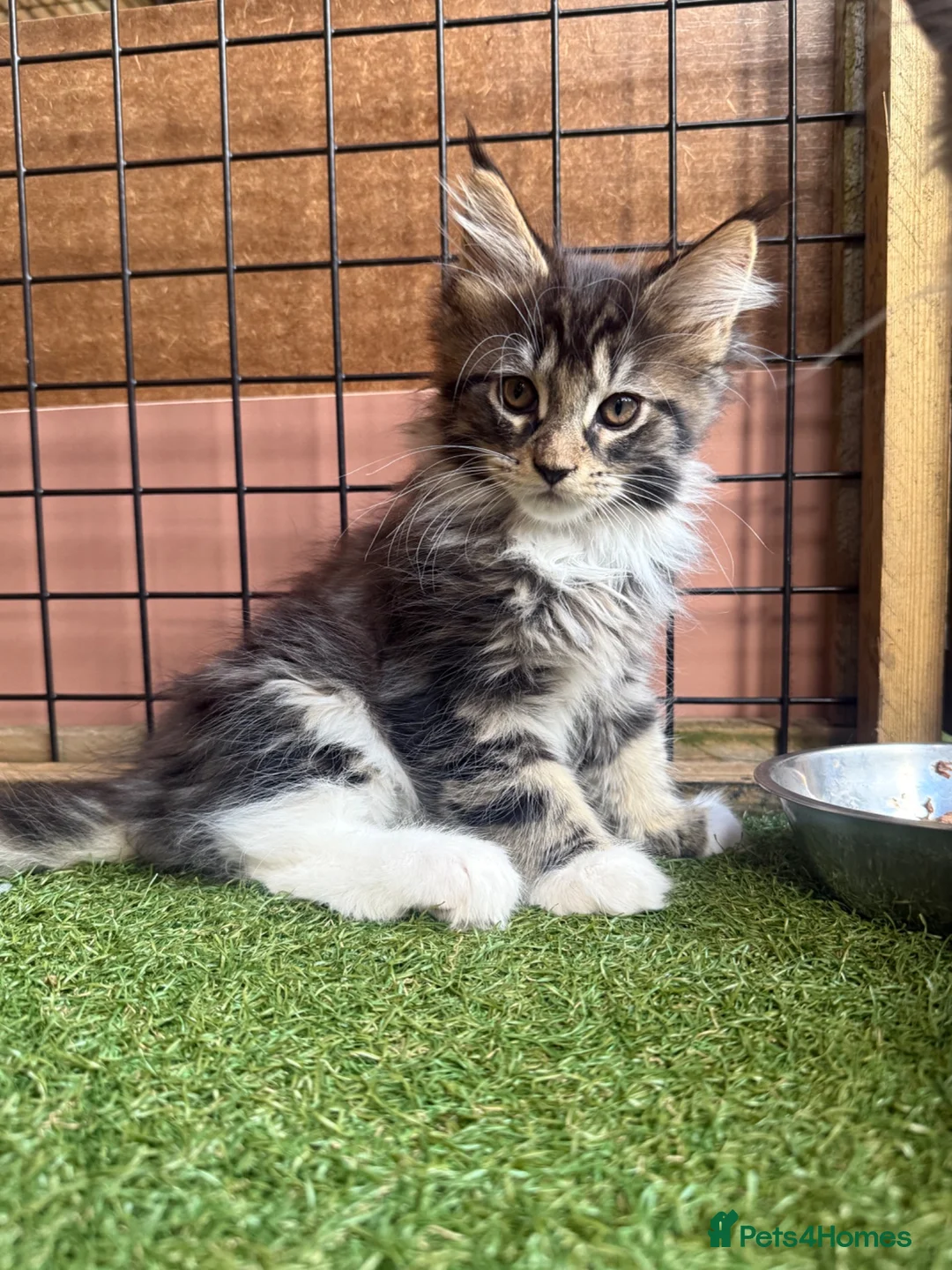 Maine Coon cats for sale: Maine Coon Boy  Ready to Leave 12th July - Advert 2