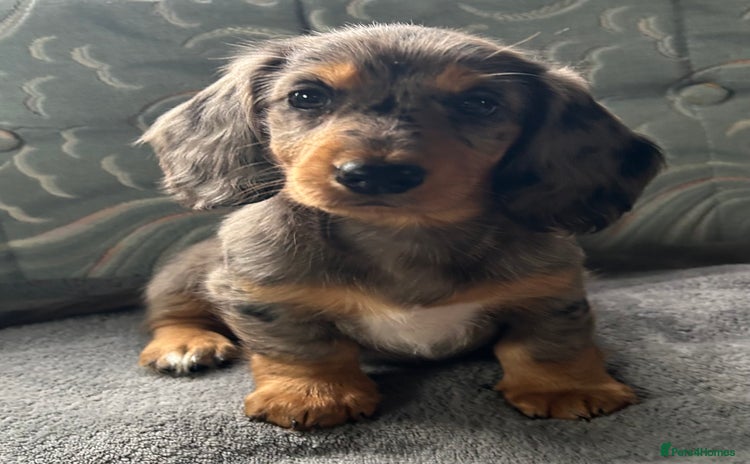 Dachshund dogs - Advert 1