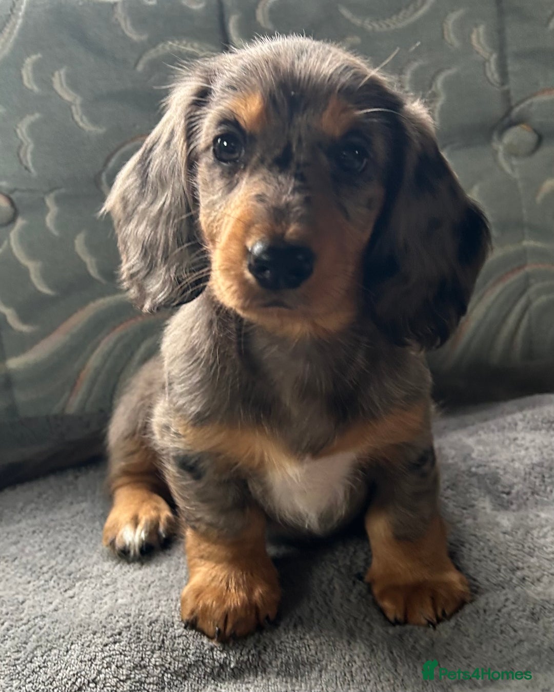 Dachshund dogs for sale: LONG HAIRED  KC REG  DACHSHOUNDS - Image 1