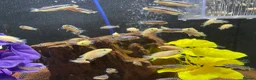 Cichlids fish for sale: african cichlids - Advert 1