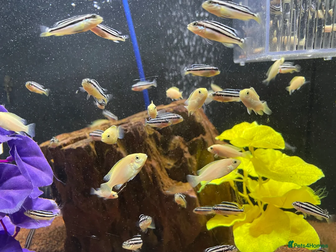 Cichlids fish for sale: african cichlids - Advert 1