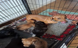 Mixed Breed dogs for sale: Daxiepoo puppies -miniature dachshund x toy poodle - Image 3