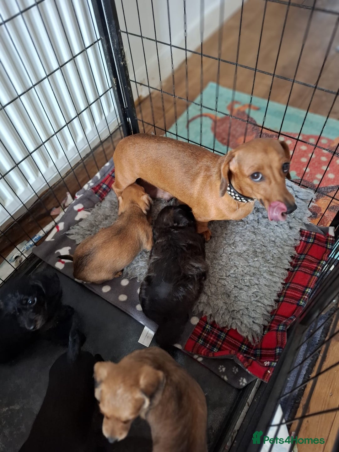 Mixed Breed dogs for sale: Daxiepoo puppies -miniature dachshund x toy poodle - Image 3