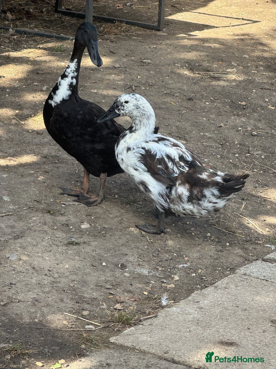 Ducks poultry for sale: 3-4 week old ducklings  - Advert 5