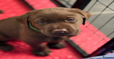 Labrador Retriever dogs - Advert 8