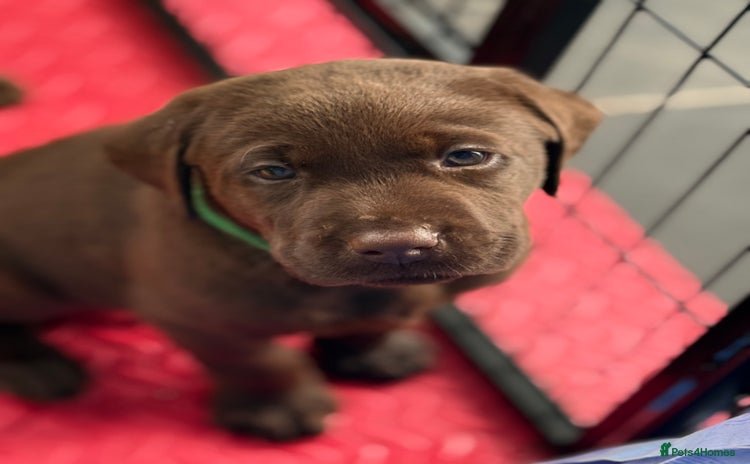 Labrador Retriever dogs - Advert 1