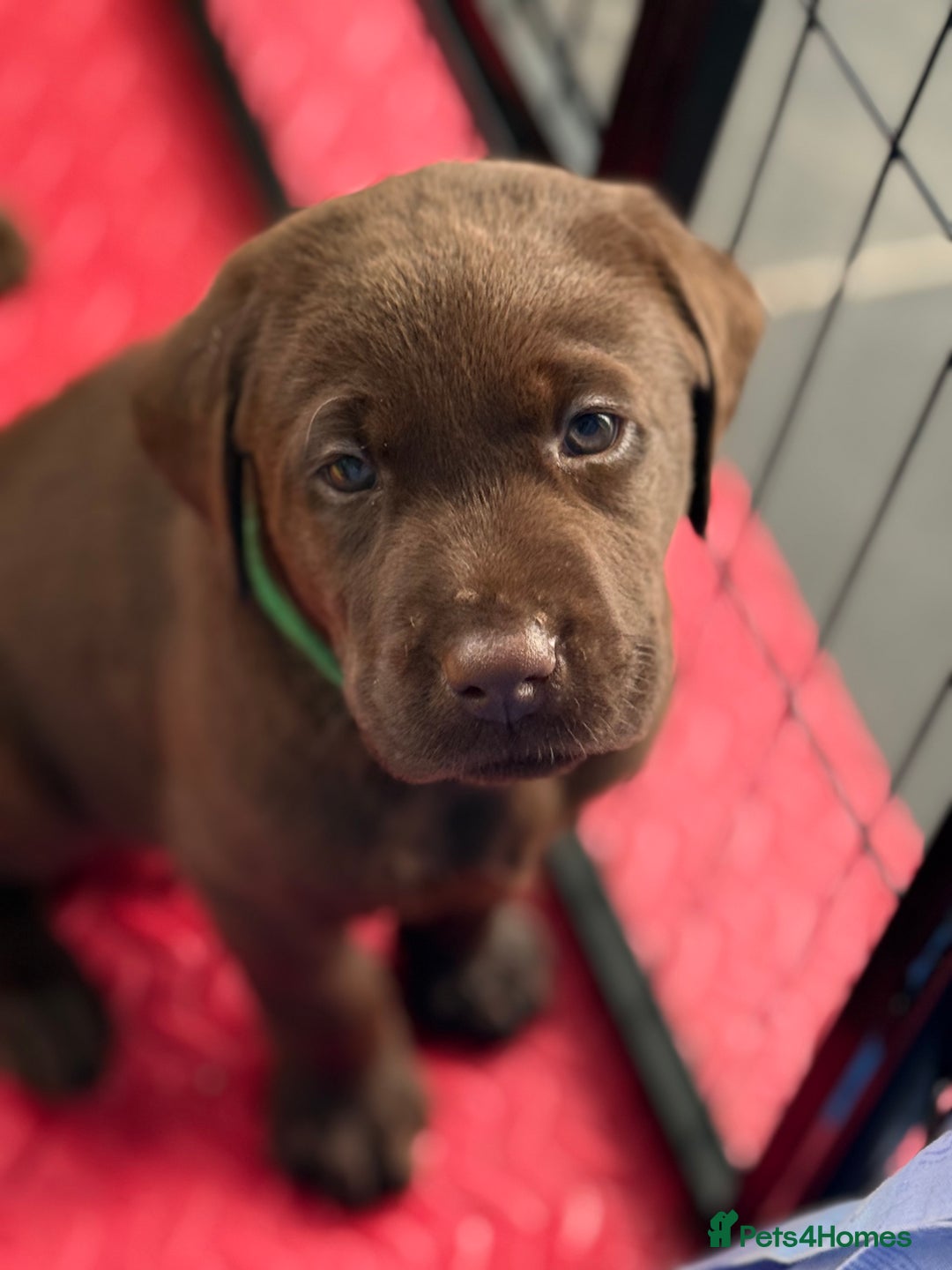 Labrador Retriever dogs for sale: Exceptional KC Chocolate Labrador Puppies - Image 3