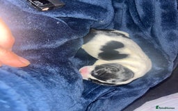 Cockalier dogs for sale: ‼️‼️Best ** grift ever‼️‼️ - Image 14
