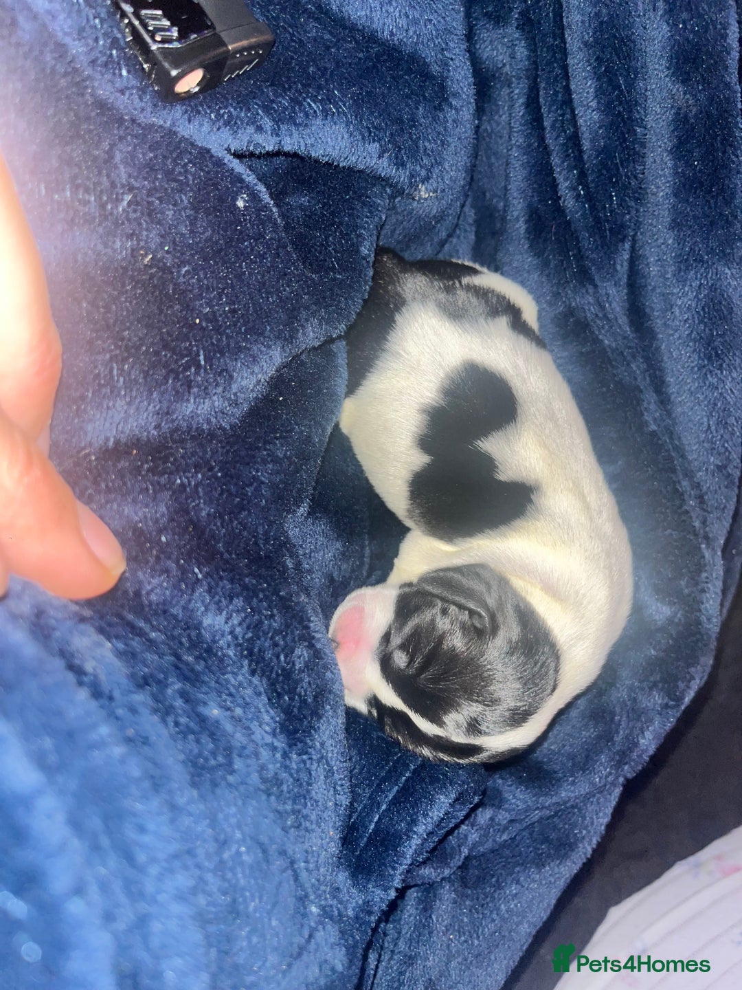 Cockalier dogs for sale: ‼️‼️Best ** grift ever‼️‼️ - Image 14