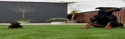 Dobermann dogs for sale: Thorough bred Doberman puppies available. - Advert 5