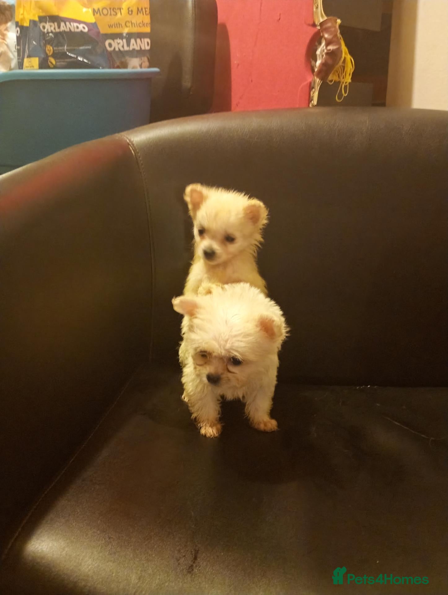 Pomeranian dogs Beautiful Maltipom Puppies – 4 Boys & 2 Girls - Advert 20