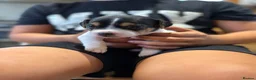 Jack Russell dogs for sale: JACK RUSSEL PUPPIES  - Advert 4
