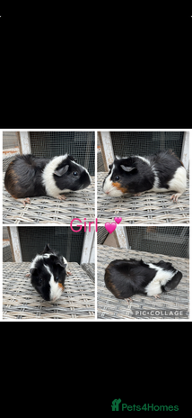 Guinea Pig rodents - Advert 3