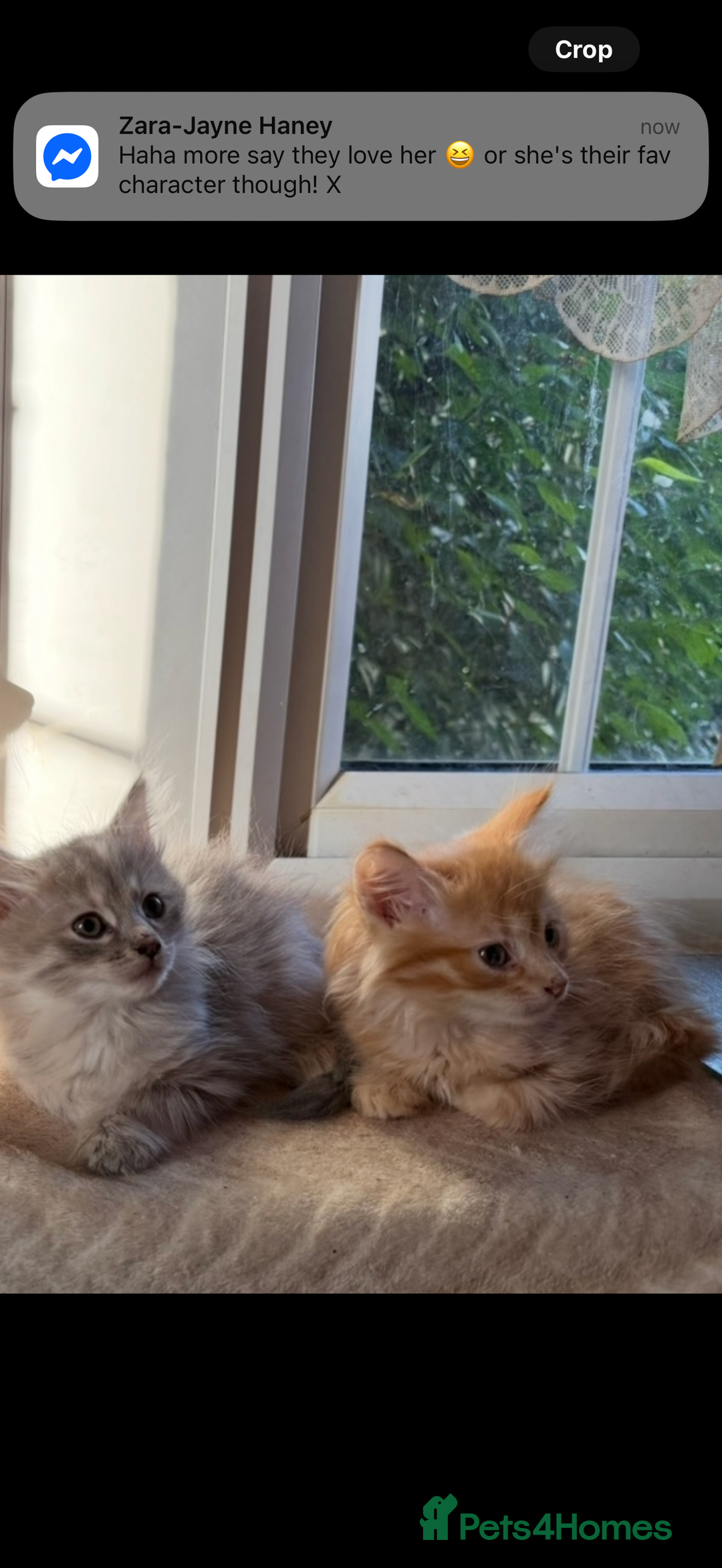 Siberian cats for sale: Stunning kittens  - Image 4