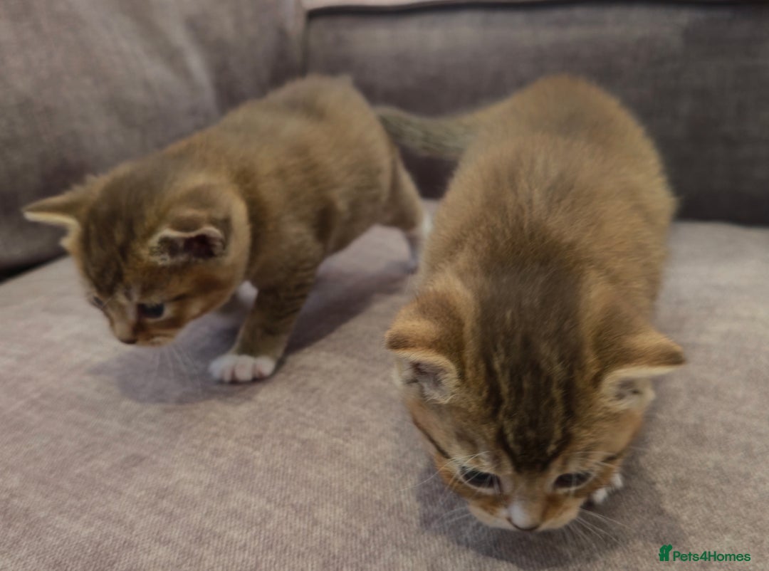 British Shorthair cats for sale: ULTRA RARE LION BEIGE BRITISH SHORT HAIR - Image 3